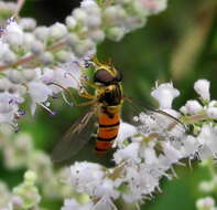 Image of Episyrphus trisectus (Loew 1858)