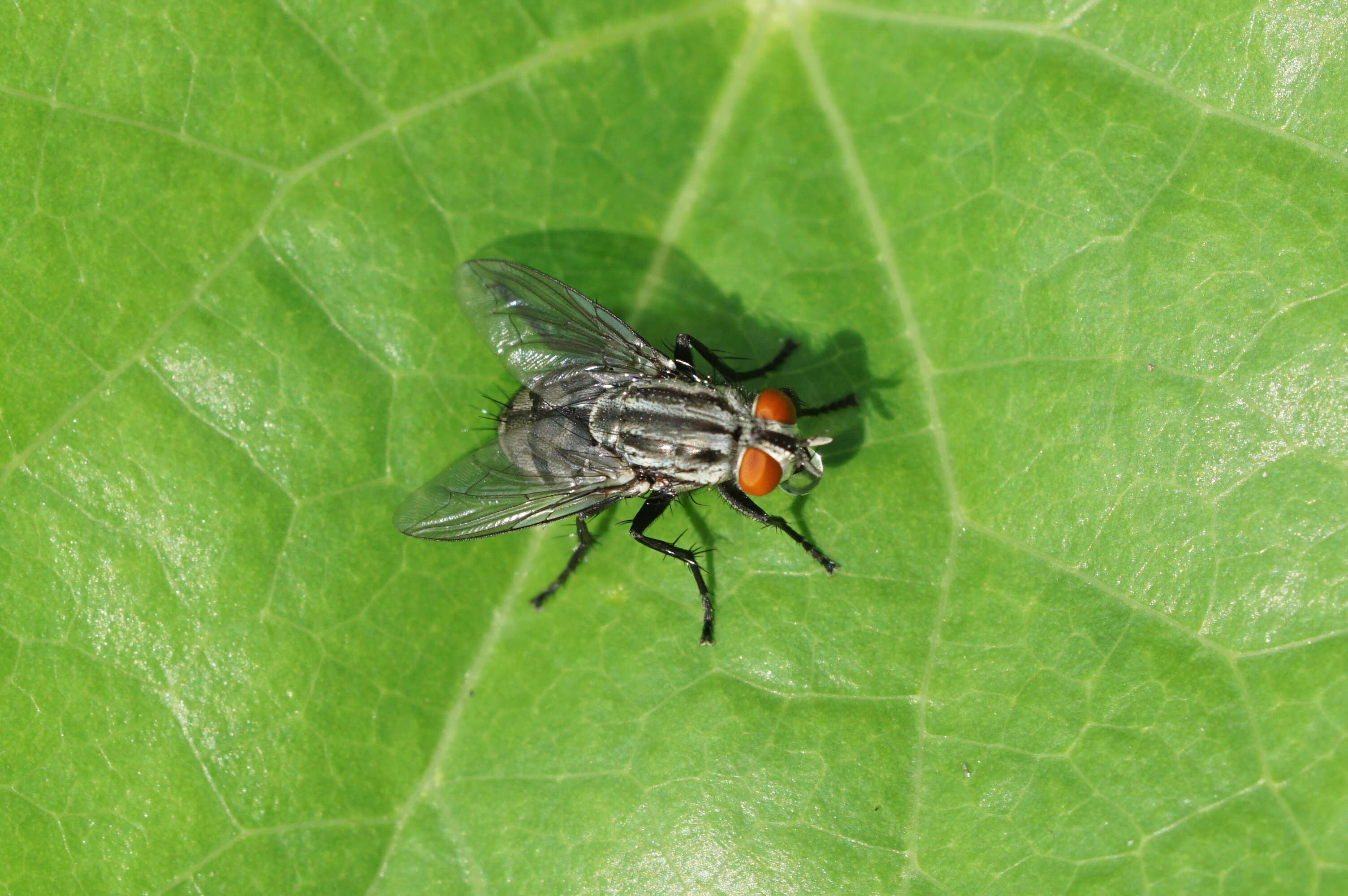 Image of flesh flies