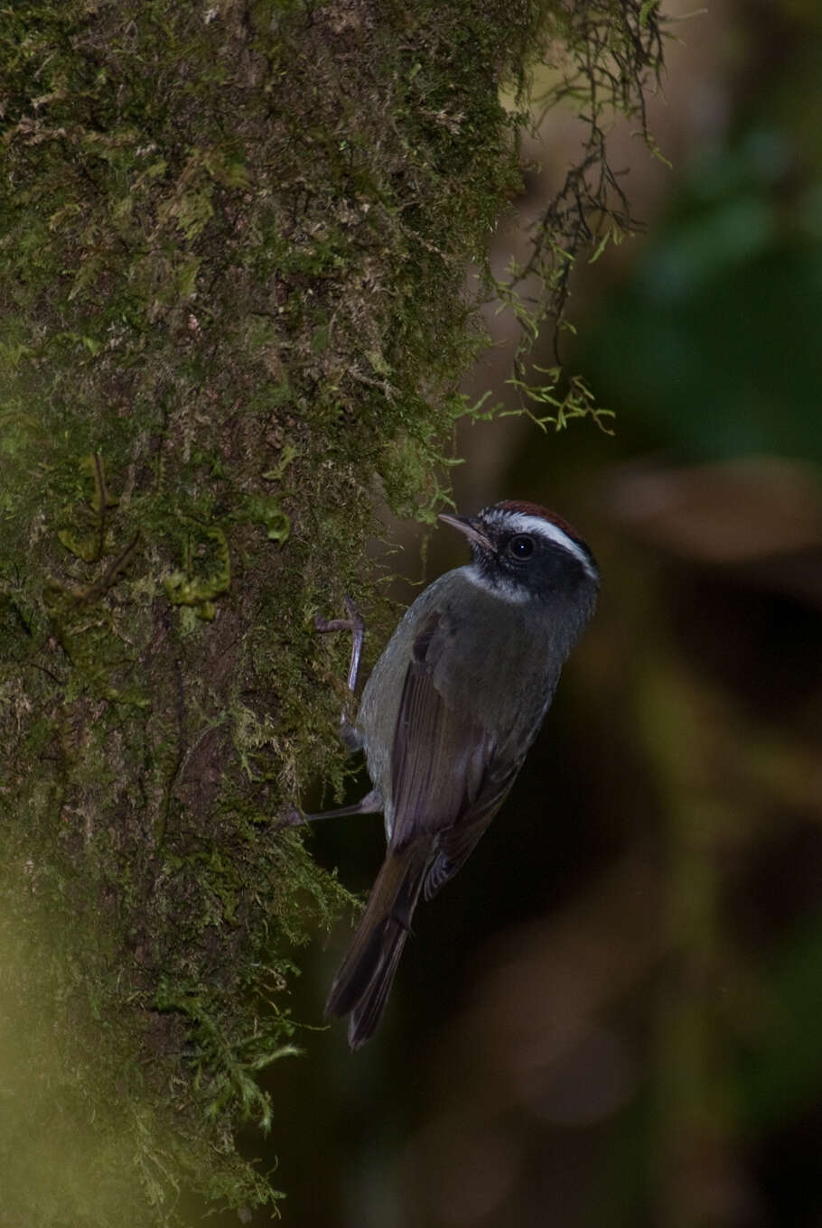 Image of Black-cheeked Warbler