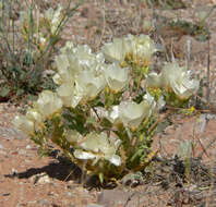 Image of spinyhair blazingstar