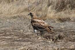 Image of Eastern Red-tailed Hawk