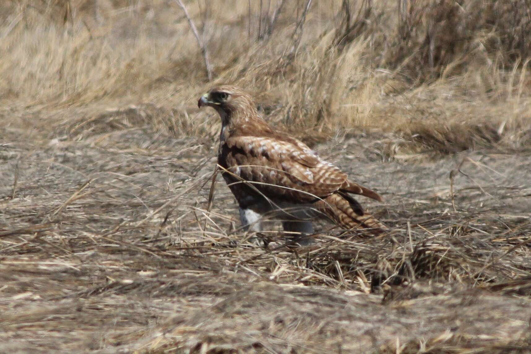 Image of Eastern Red-tailed Hawk