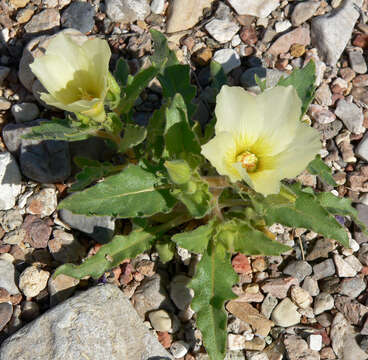 Image of spinyhair blazingstar