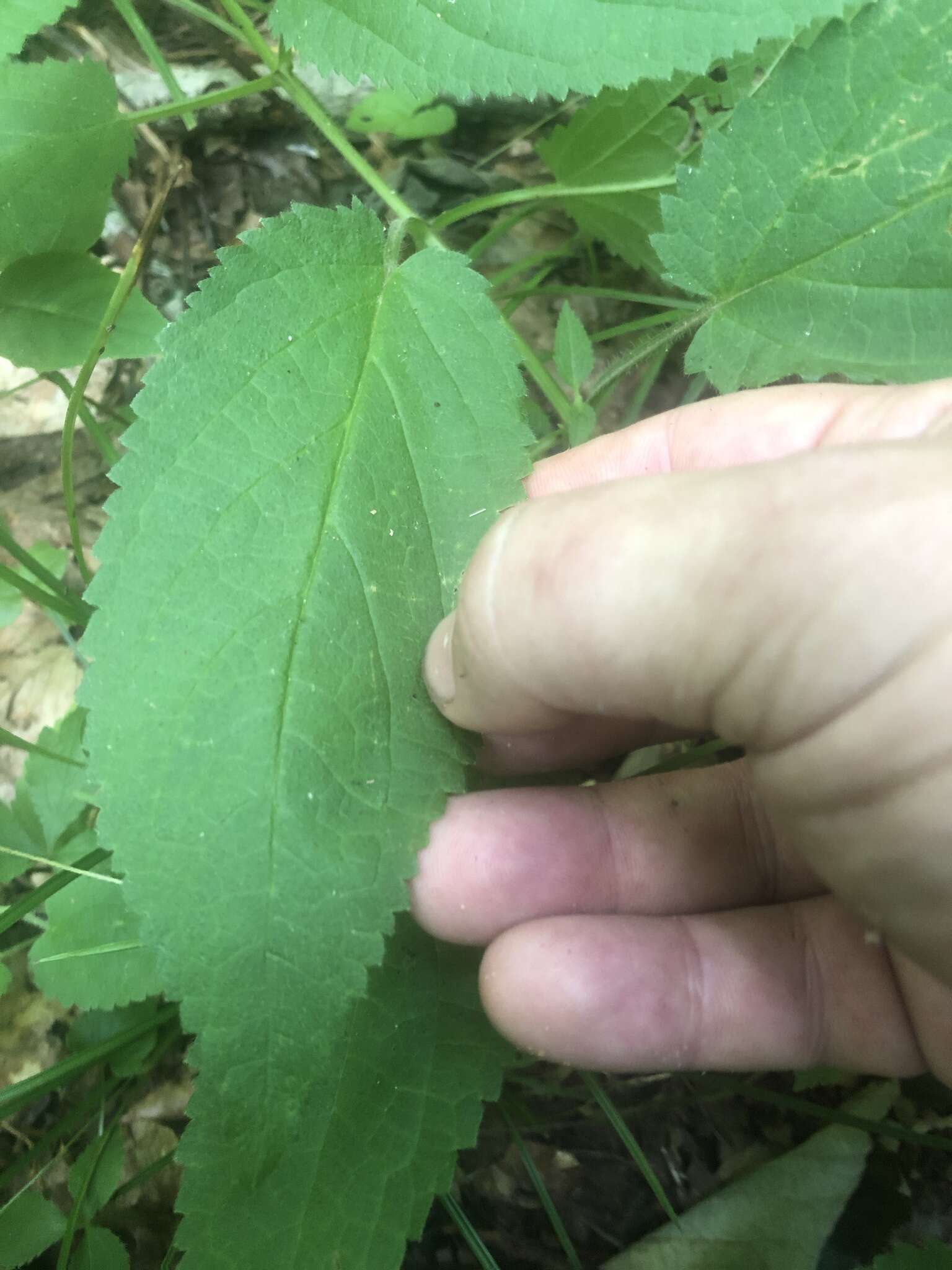 Image of Heart-Leaf Hedge-Nettle