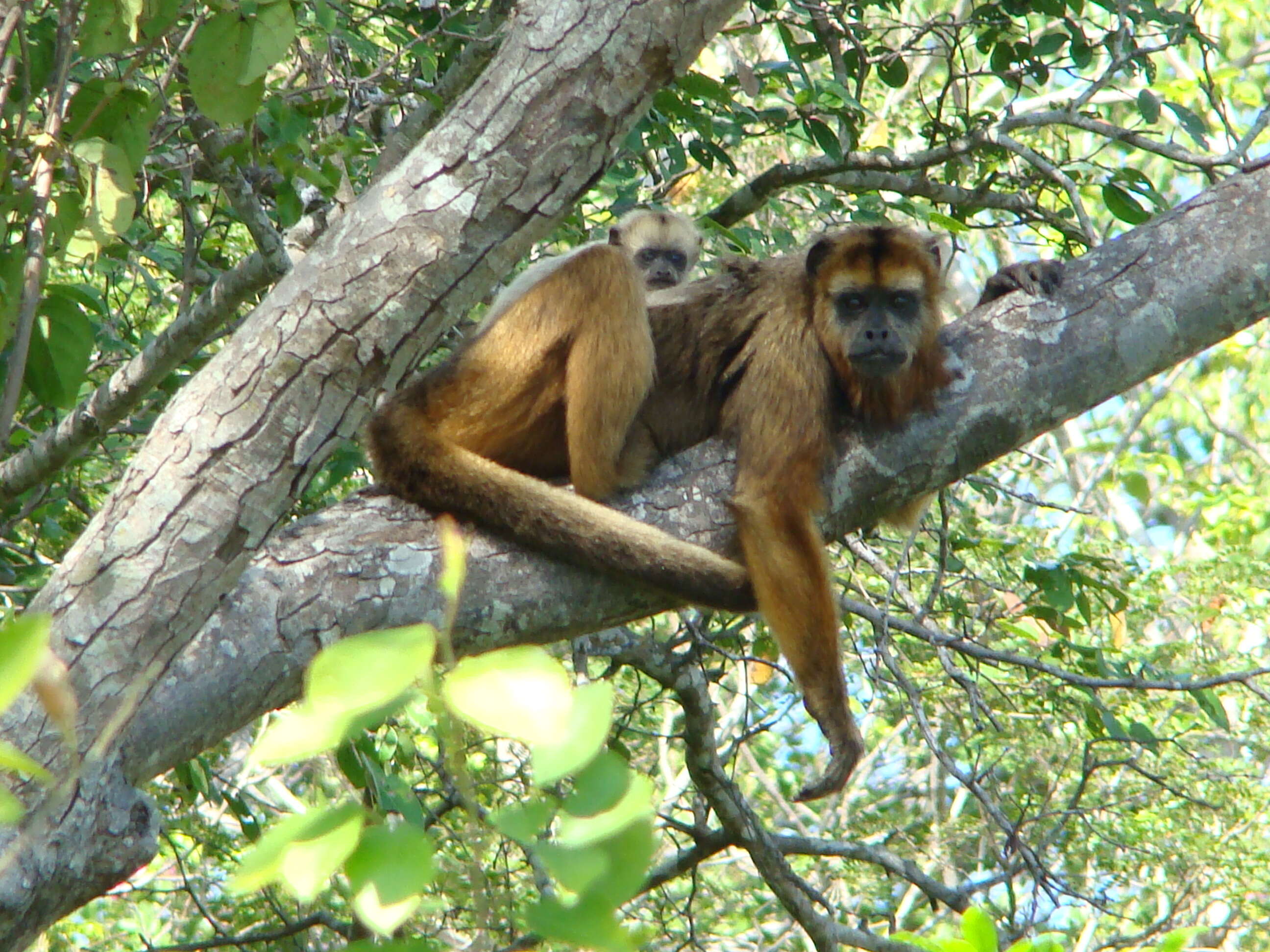 Image of Black Howler Monkey