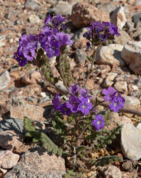 Image of cleftleaf wildheliotrope