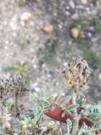 Image of Astragalus barbatus Lam.
