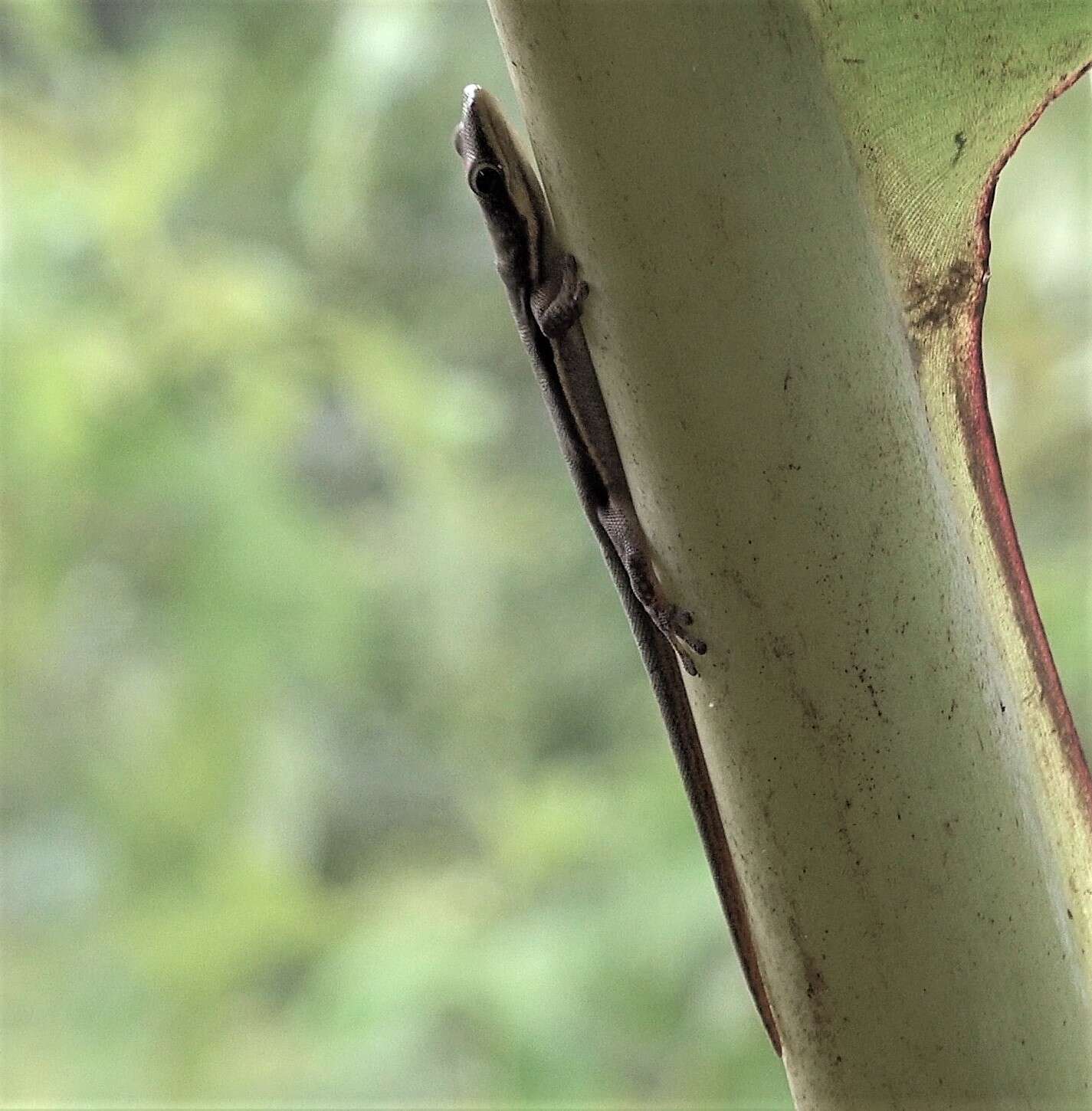 Слика од Phelsuma comorensis Boettger 1913