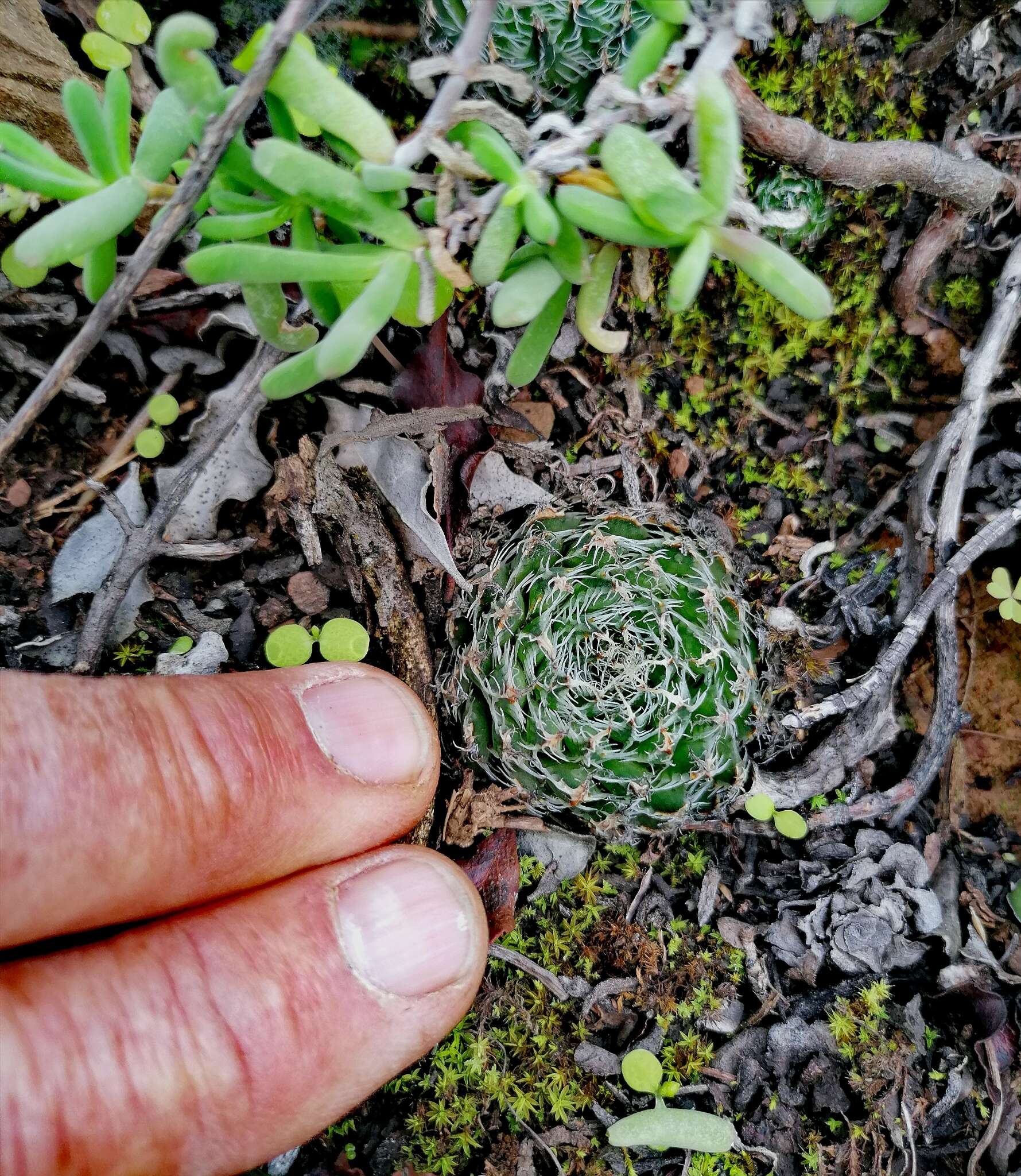 Слика од Haworthia arachnoidea var. nigricans (Haw.) M. B. Bayer