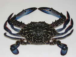 Image of Pacific blue swimming crab