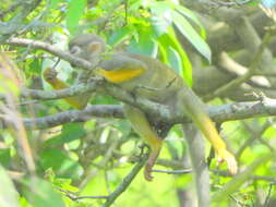 Image of Common Squirrel Monkey