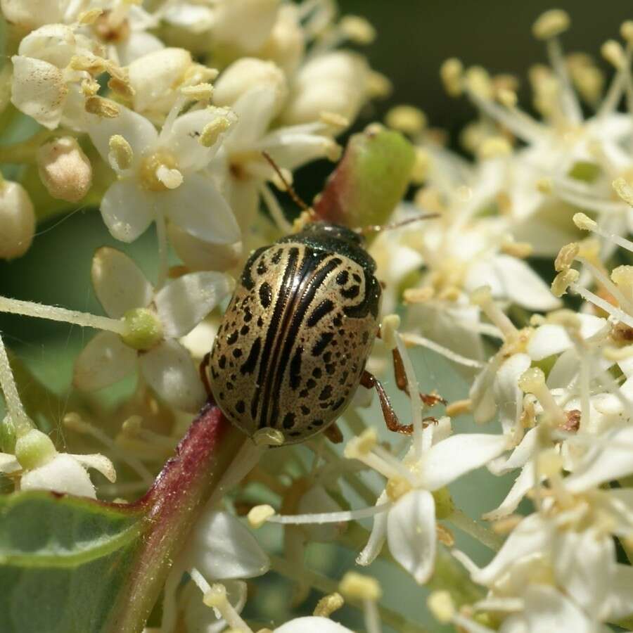 Image of Dogwood Calligrapha