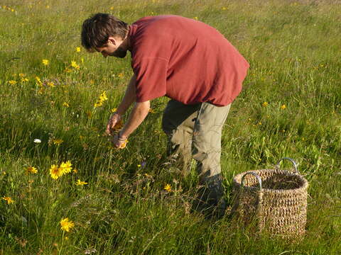 Image of mountain arnica