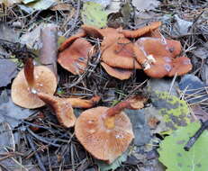 صورة Lactarius lacunarum Romagn. ex Hora 1960