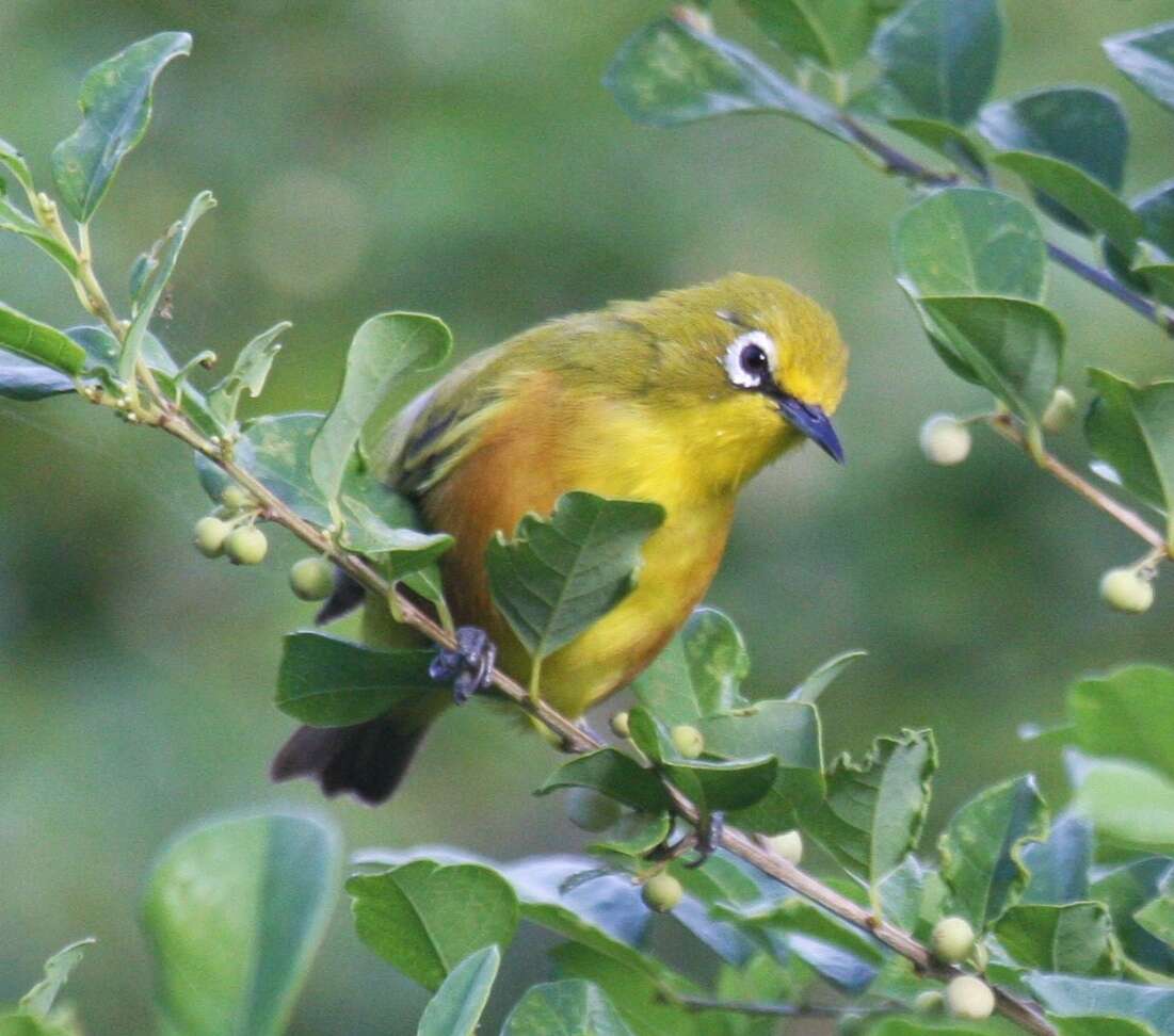 Image of Chestnut-sided White-eye