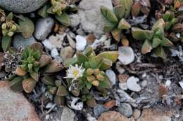 Image of Delosperma guthriei Lavis