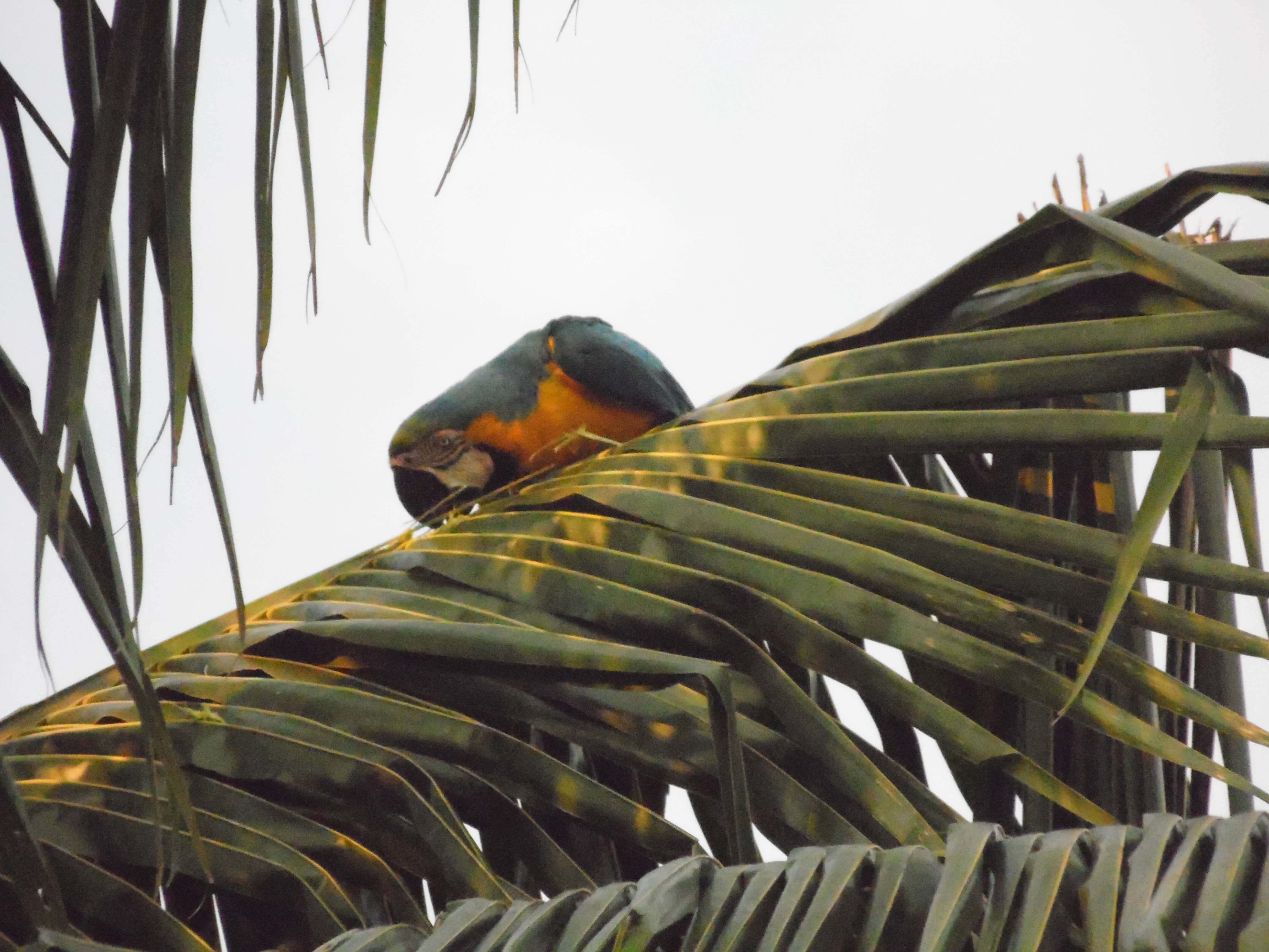 Image of Blue-and-yellow Macaw