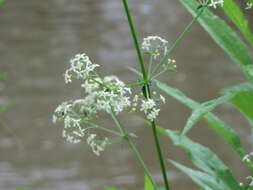 Image of White bedstraw