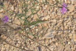 Слика од Centaurea glaberrima subsp. divergens (Vis.) Hayek