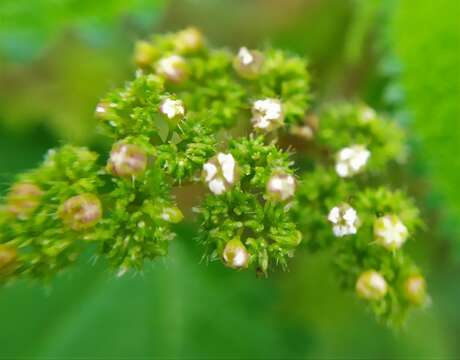 Image of West Indian woodnettle