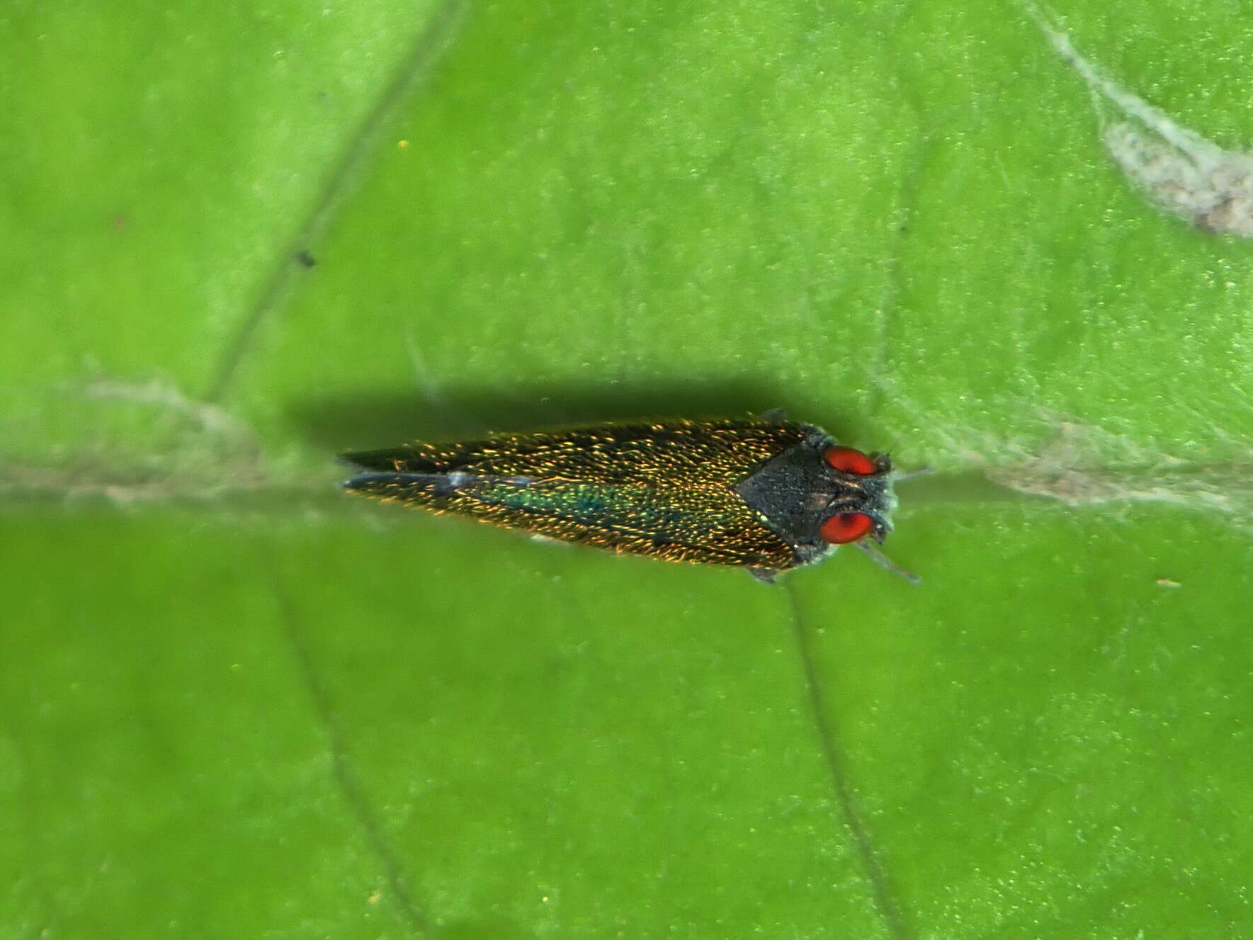 Image of Muirolonia metallica (Fowler 1904)