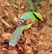 Image of Common Green Magpie