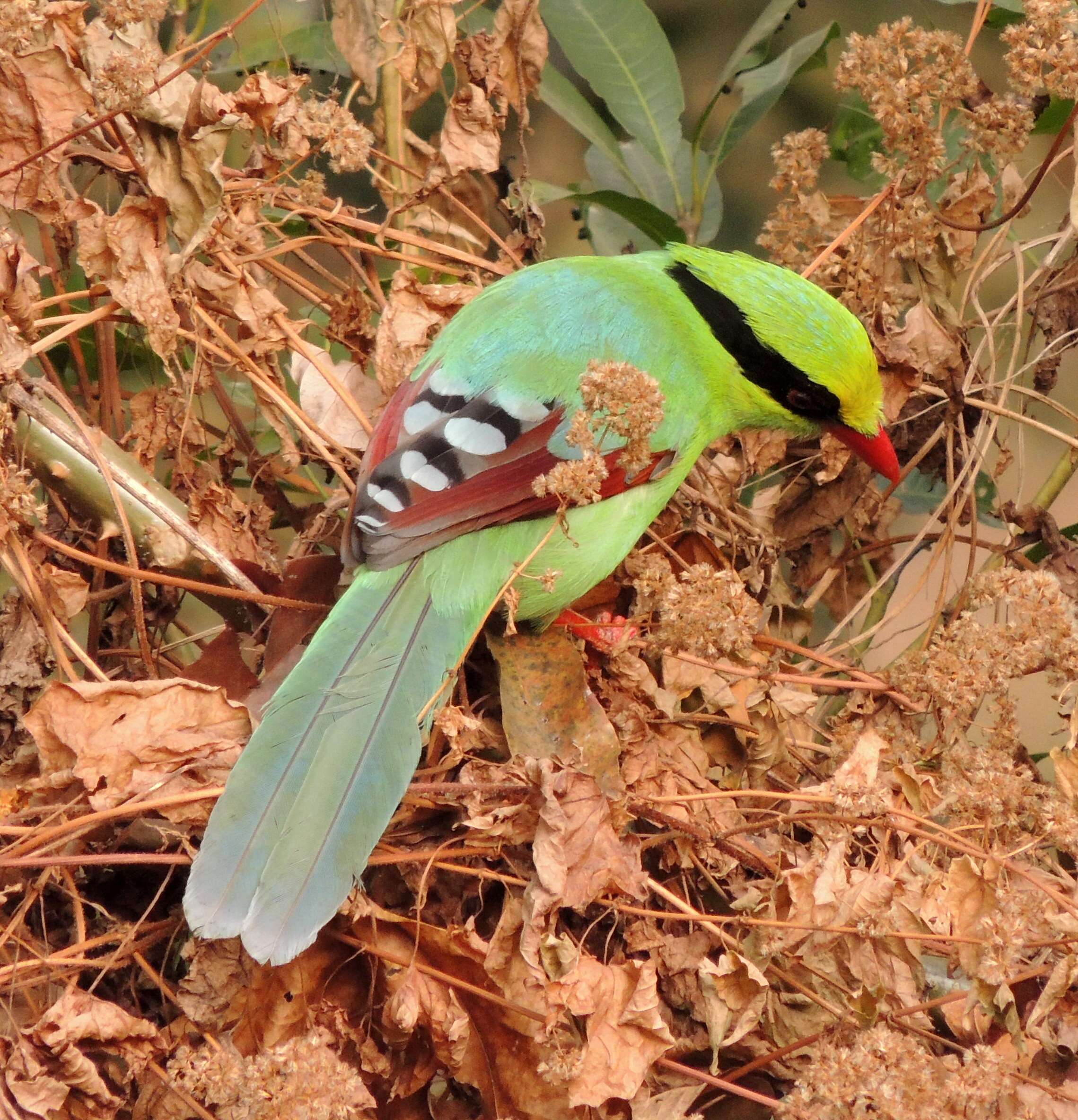 Image of Common Green Magpie