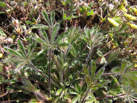 Image of Potentilla heptaphylla subsp. australis (Nyman) Gams