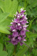 Dactylorhiza urvilleana (Steud.) H. Baumann & Künkele resmi