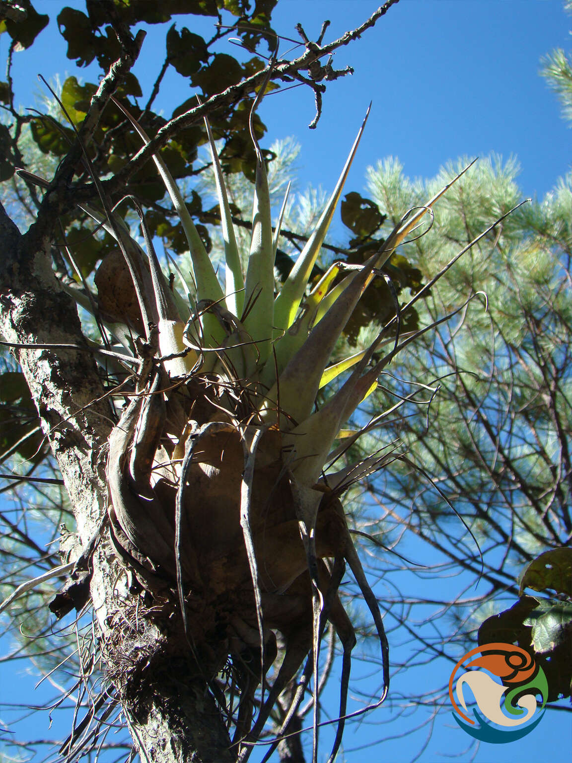 Image of Tillandsia prodigiosa (Lem.) Baker