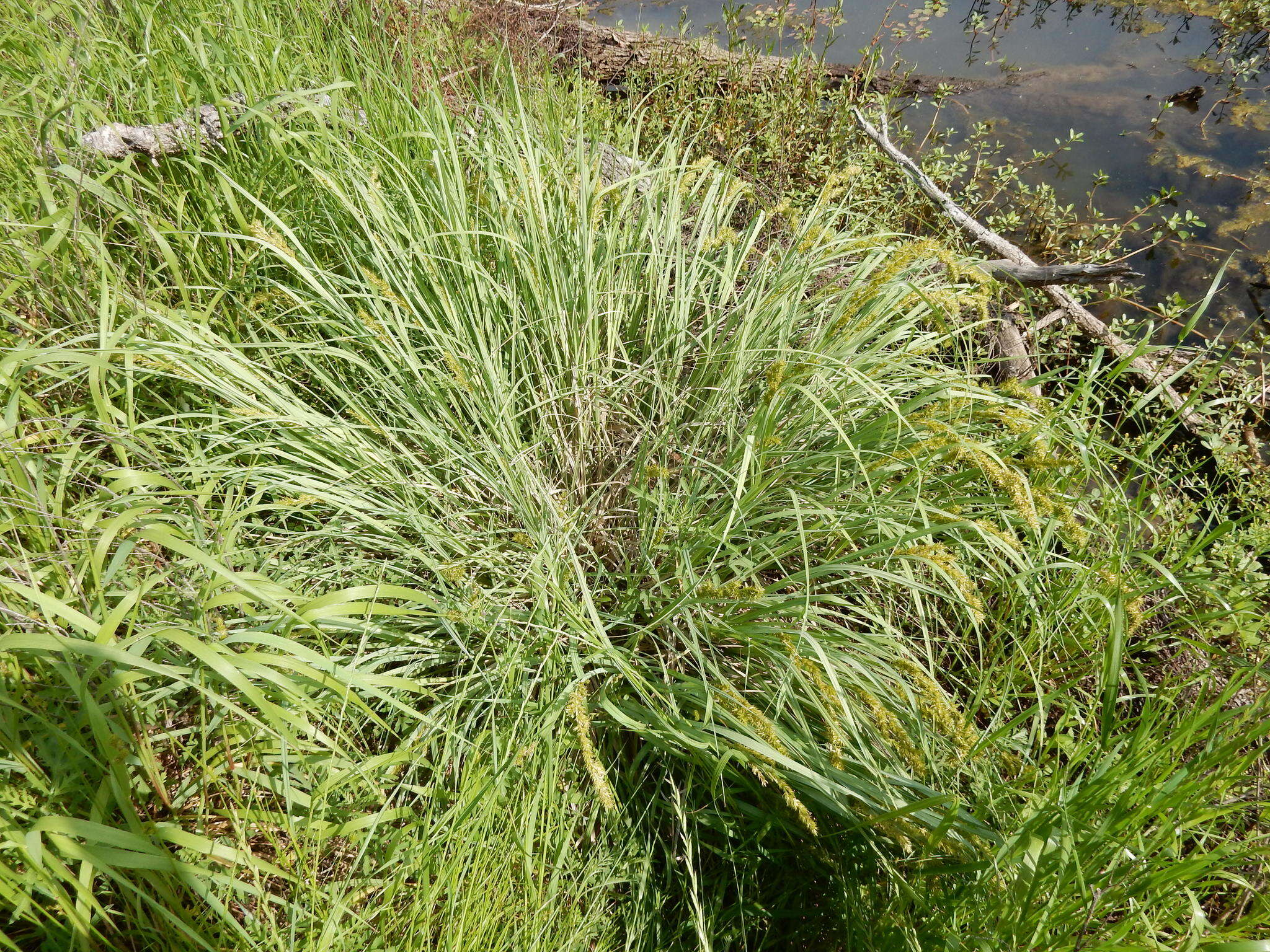 Image of Raven-Foot Sedge