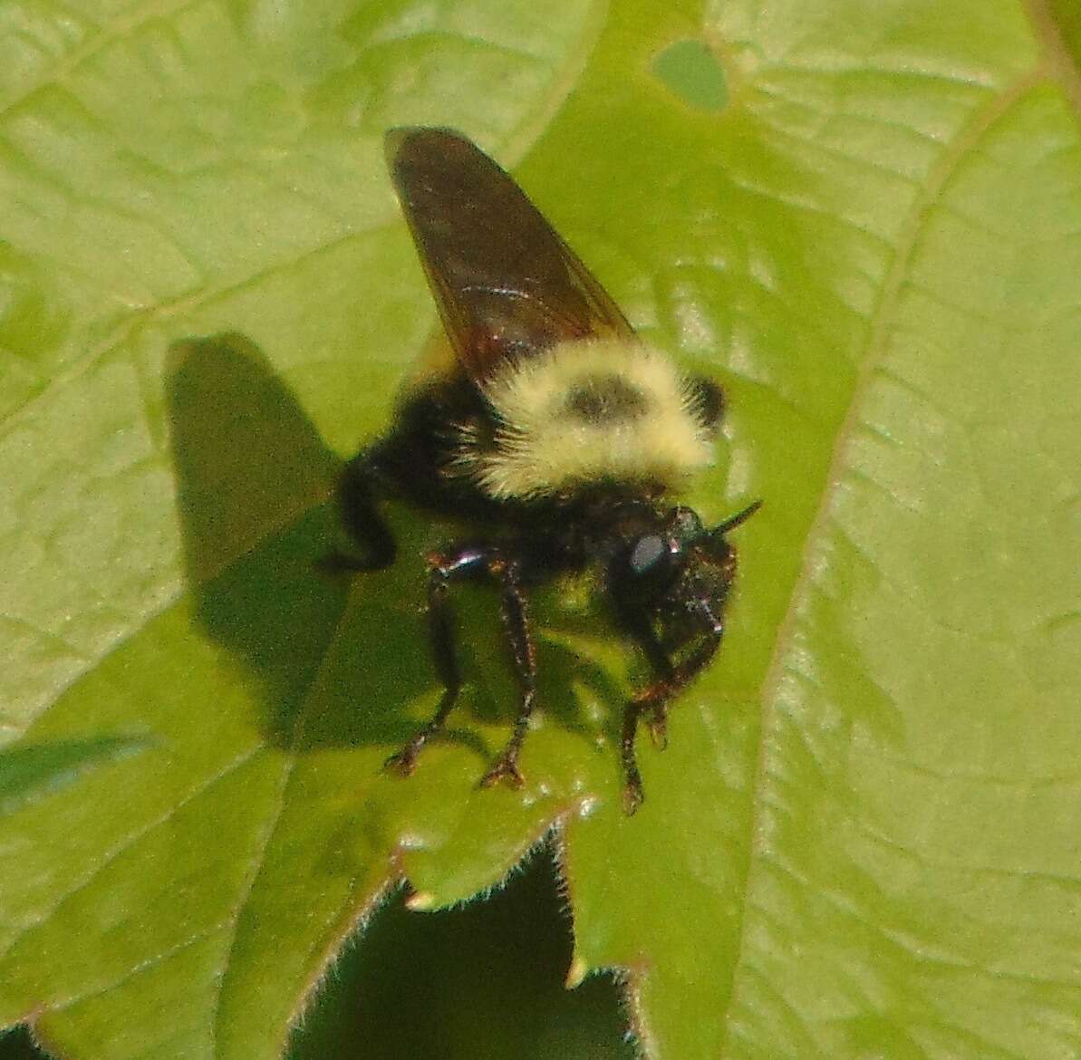 Image of Laphria thoracica Fabricius 1805