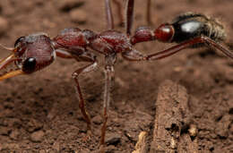 صورة Myrmecia flavicoma Roger 1861