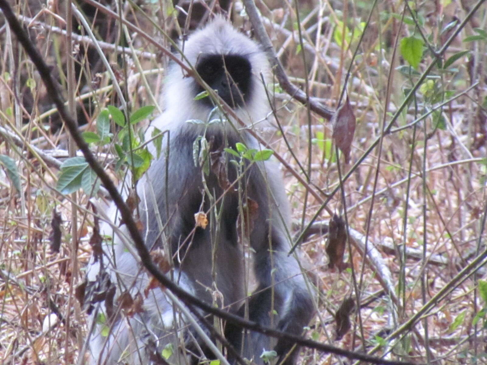 Image de Semnopithecus priam Blyth 1844