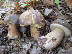 Sivun Boletus aereus Bull. 1789 kuva