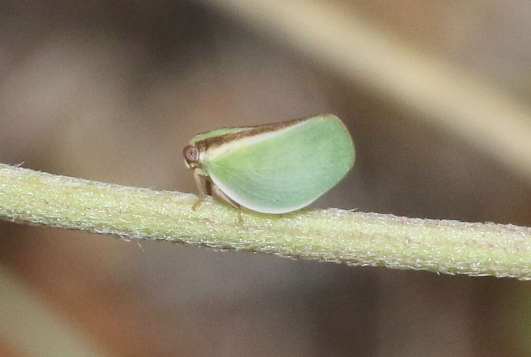 Image of Acanalonia fasciata Metcalf 1923