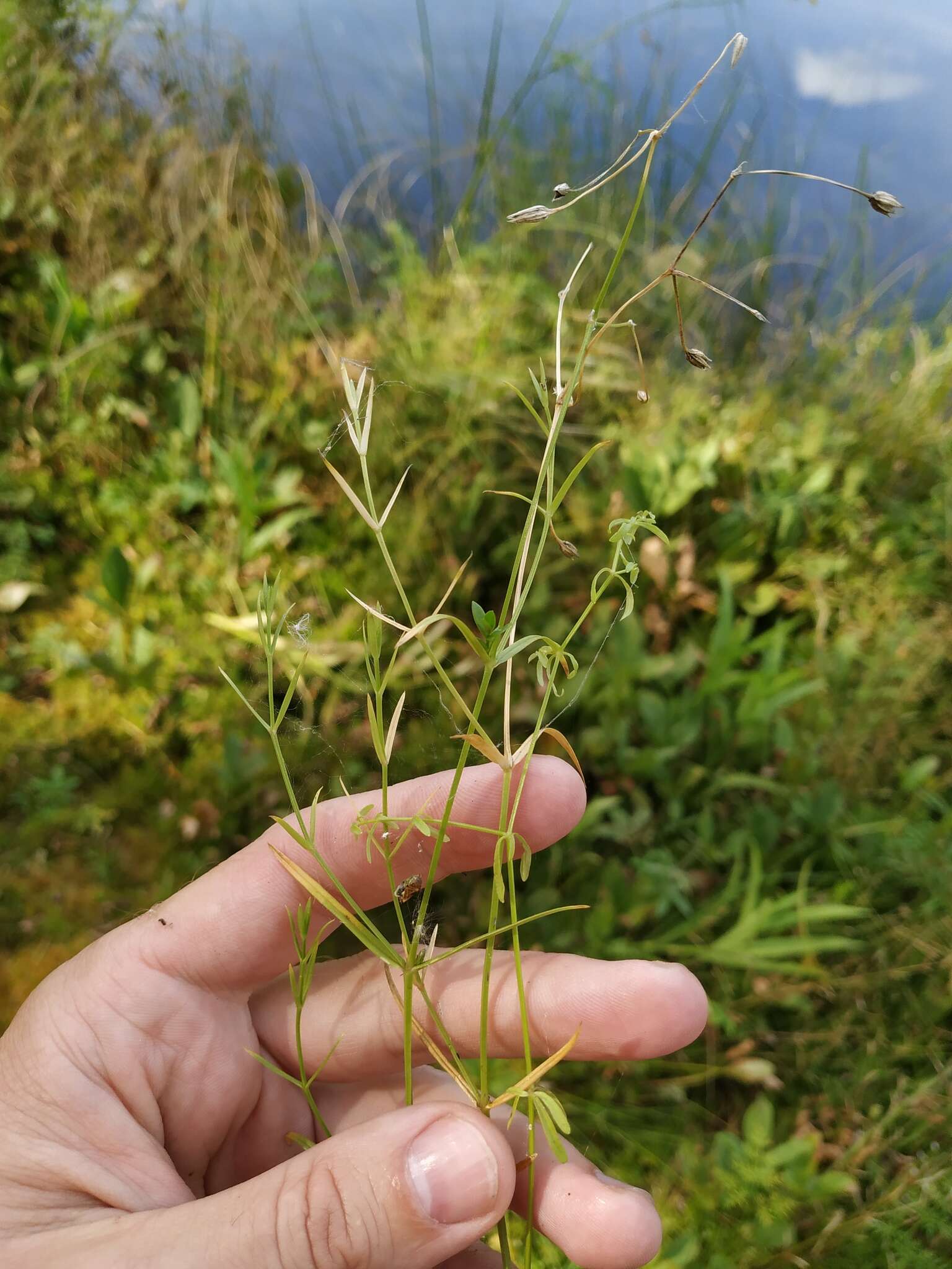 Imagem de Stellaria longifolia (Regel) Muhl. ex Willd.