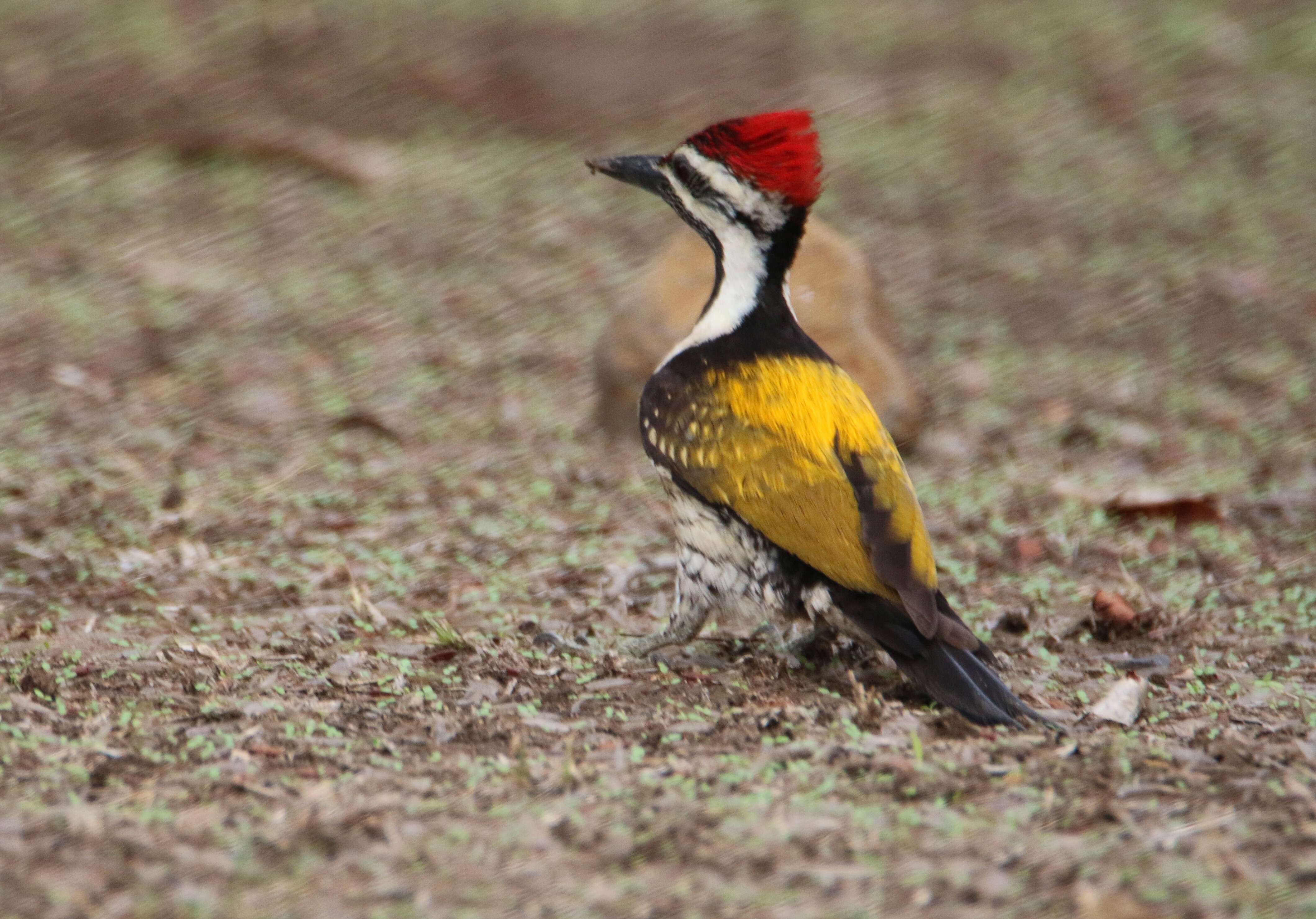 Image of Black-rumped Flameback