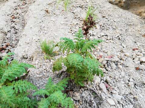 Image of Costa Baja phacelia