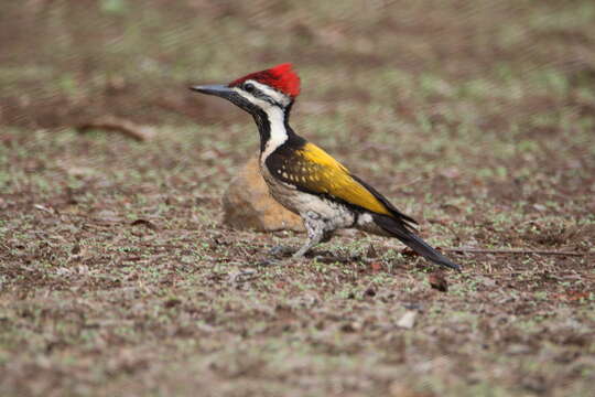 Image of Black-rumped Flameback