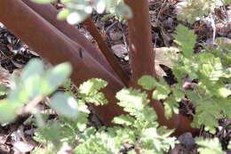 Image of Mariposa manzanita