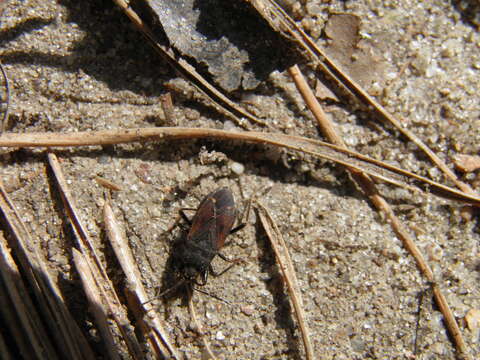 صورة Eremocoris plebejus (Fallen & C. F. 1807)