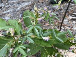 Image of downy milkpea