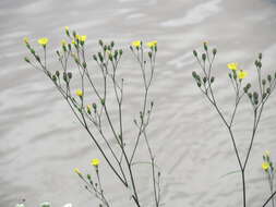 Image of nipplewort