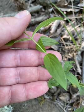 Image of Pycnanthemum torreyi Benth.