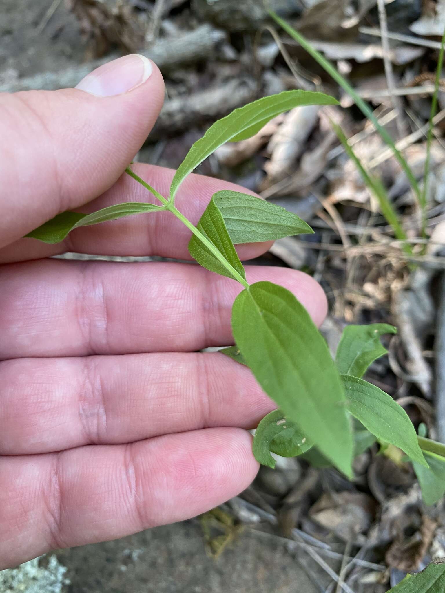 Image de Pycnanthemum torreyi Benth.