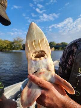 Image of Scaphirhynchus