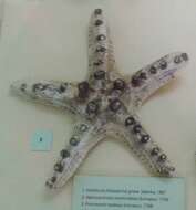 Image of chocolate chip sea star