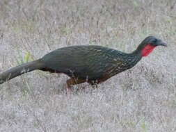 Image of Spix's Guan