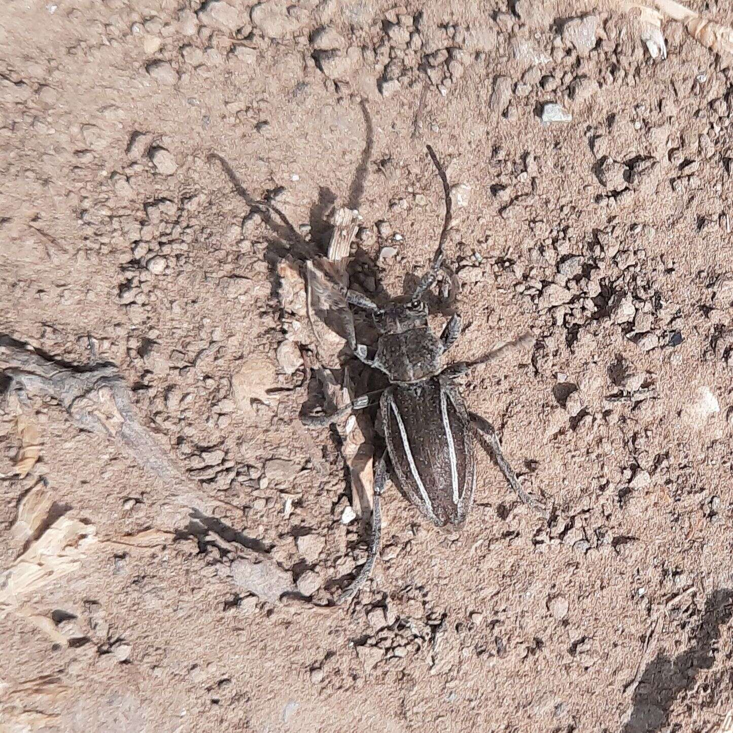 Image of Neodorcadion bilineatum (Germar 1824)